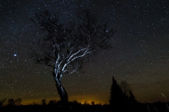 BareWhiteTree_AddingtonHighlands-LRT_00100